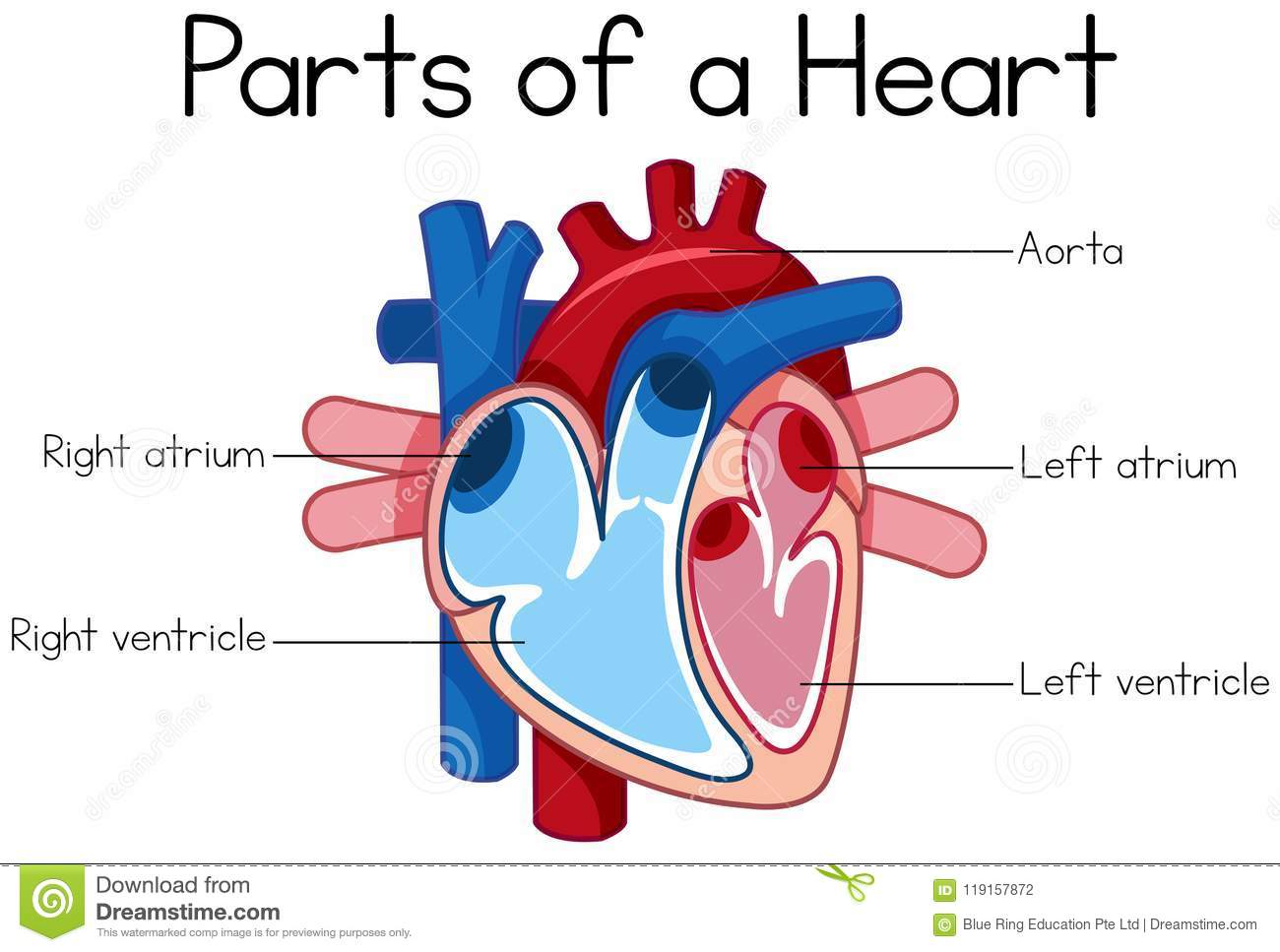 heart-diagram-clipart-10-free-cliparts-download-images-on-clipground-2023