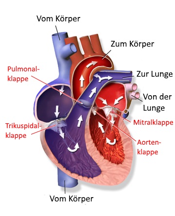 Heart lungenkreislauf clipart 20 free Cliparts | Download images on ...