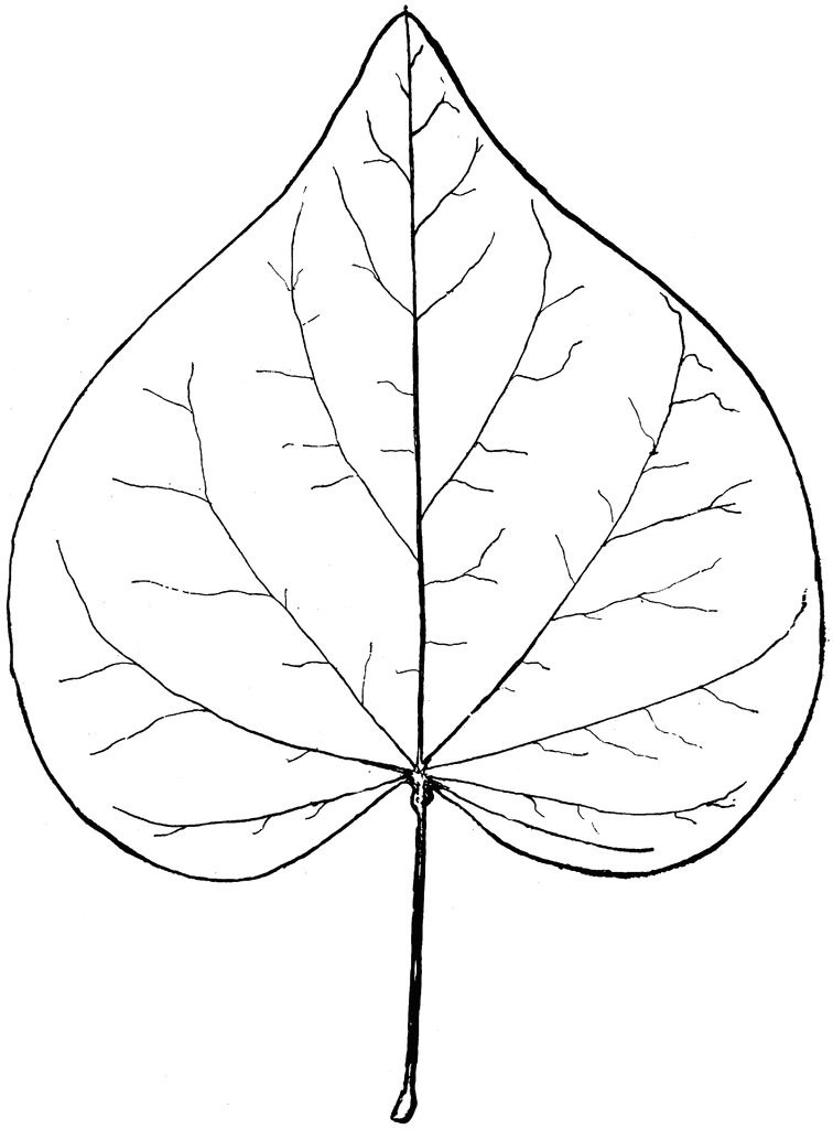 Leaf Line Drawing.
