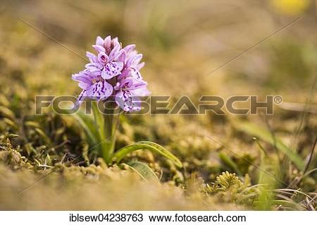 Stock Photo of Heath spotted orchid (Dactylorhiza maculata), Fair.
