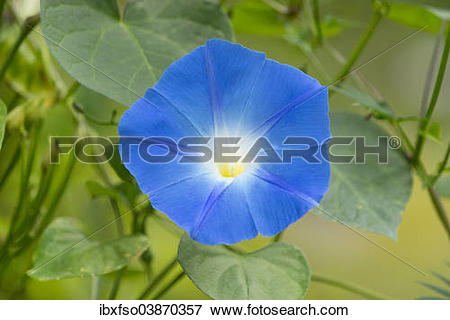 Picture of "Heavenly Blue Morning Glory (Ipomoea tricolor.