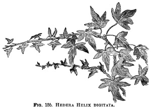 Hedera Helix, ivy clip art, botanical engraving, black and white.