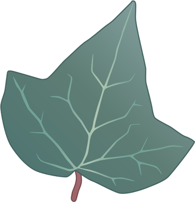 Hedera helix (English Ivy) leaf.