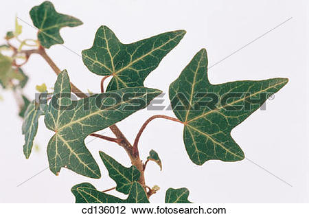 Stock Photo of English Ivy (Hedera helix) cd136012.