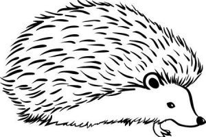 hedgehog clipart black and white 10 free Cliparts | Download images on