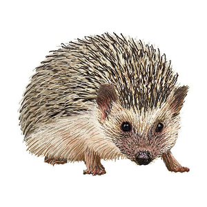 Hedgehog Cartoon Clipart.
