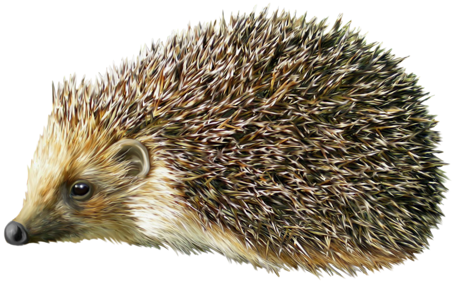 Hedgehog PNG Clipart.