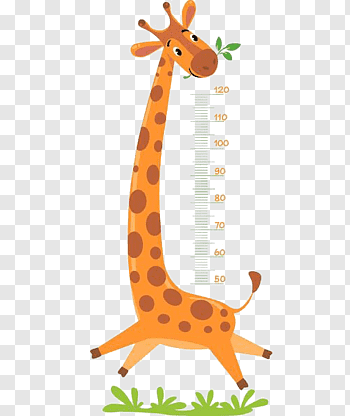 Height Measurement cutout PNG & clipart images.