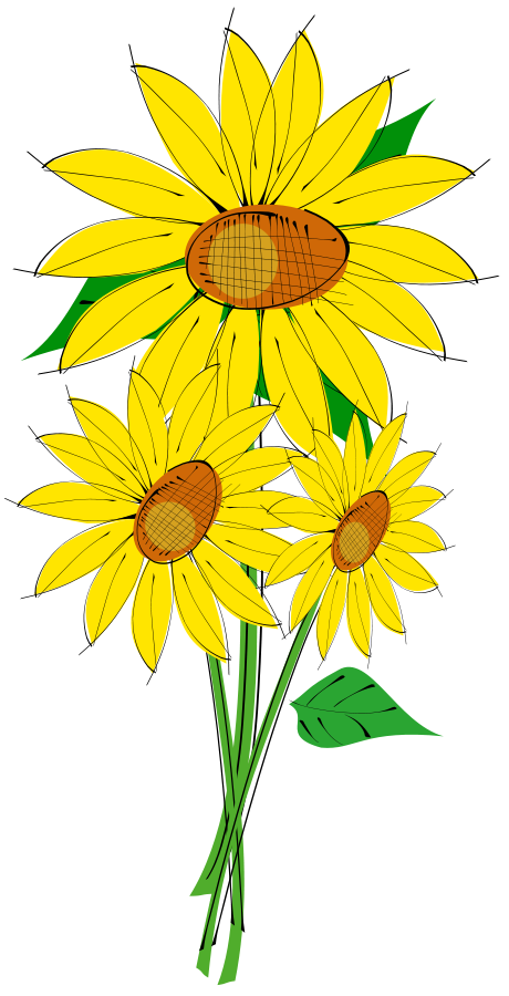 Helianthus medium 600pixel clipart, vector clip art.