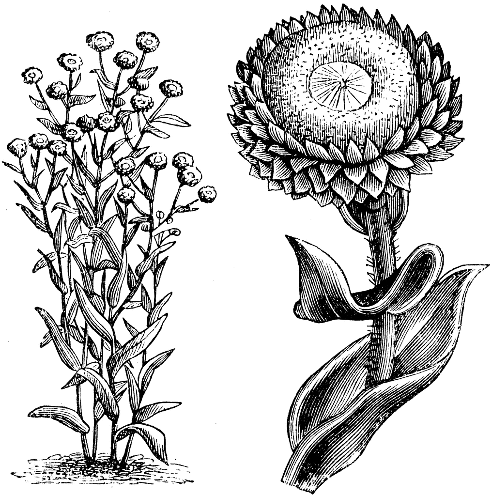 Habit and Detached Single Flower Head of Everlastings (Helichrysum.