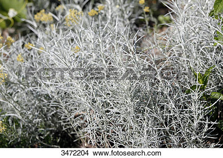 Stock Photo of Close up on an Italian curry plant (Helichrysum.