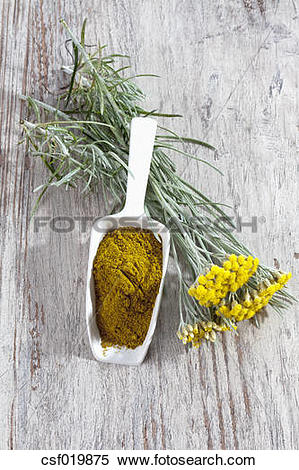 Stock Image of Curry plant (Helichrysum italicum) and shovel with.