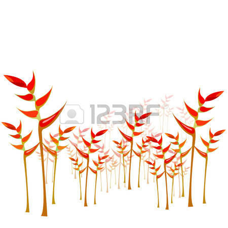 312 Heliconia Cliparts, Stock Vector And Royalty Free Heliconia.