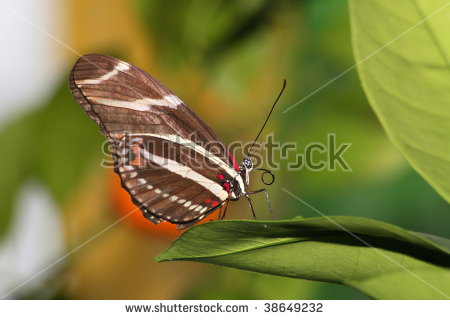 Heliconius Charithonia Stock Photos, Images, & Pictures.