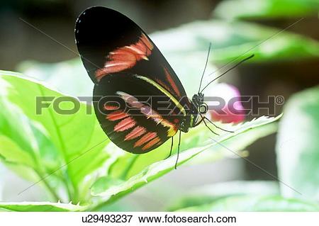 Picture of (Heliconius melpomene rosina) Butterfly, Ventral view.