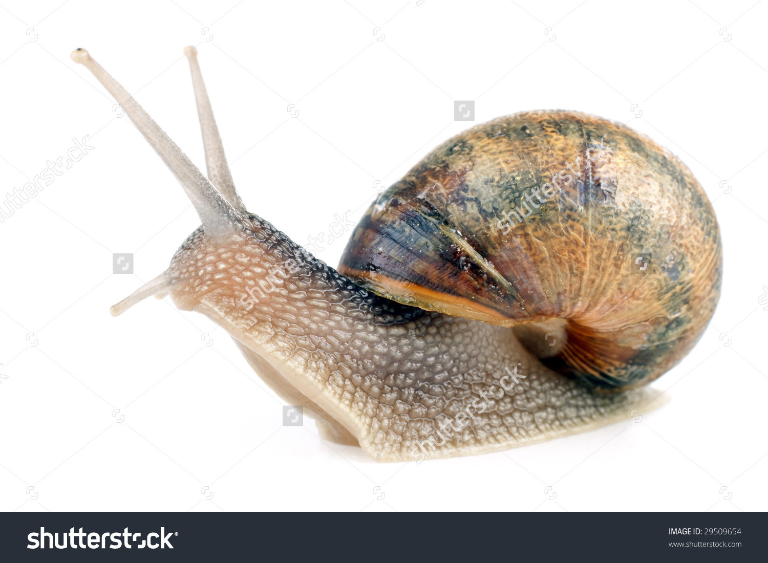 Common European Snail Helix Aspersa Isolated On White Background.