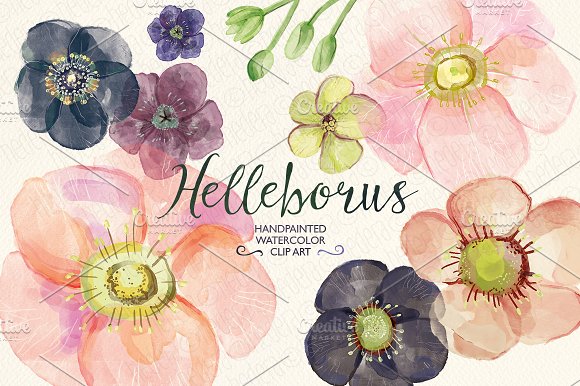 Watercolor hellebore flowers clipart ~ Illustrations on Creative.