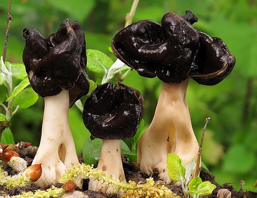 1000+ images about Mushrooms & Fungi on Pinterest.