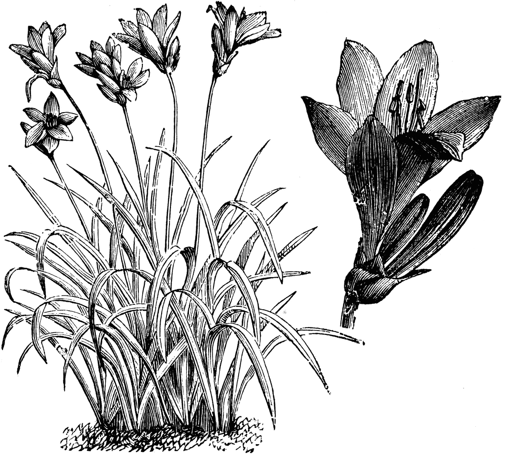 Habit and Detached Head of Flowers of Hemerocallis Middendorfii.