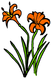 Day Lillies Clipart.