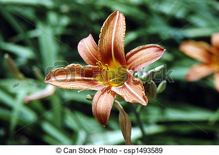 Stock Photographs of Day Lily (Hemerocallis fulva) H.