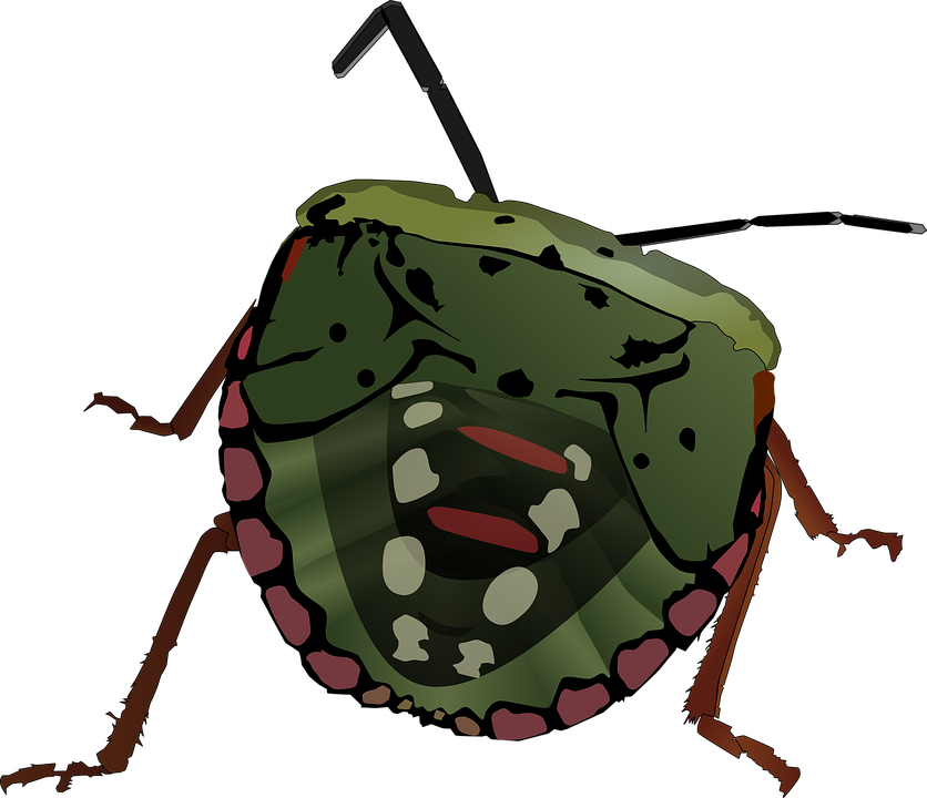 Free vector graphic: Stink Bug, Bug, Insect, Stink.