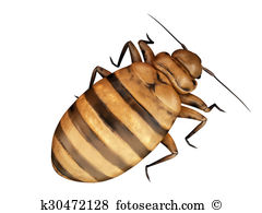 Hemiptera Illustrations and Clipart. 11 hemiptera royalty free.