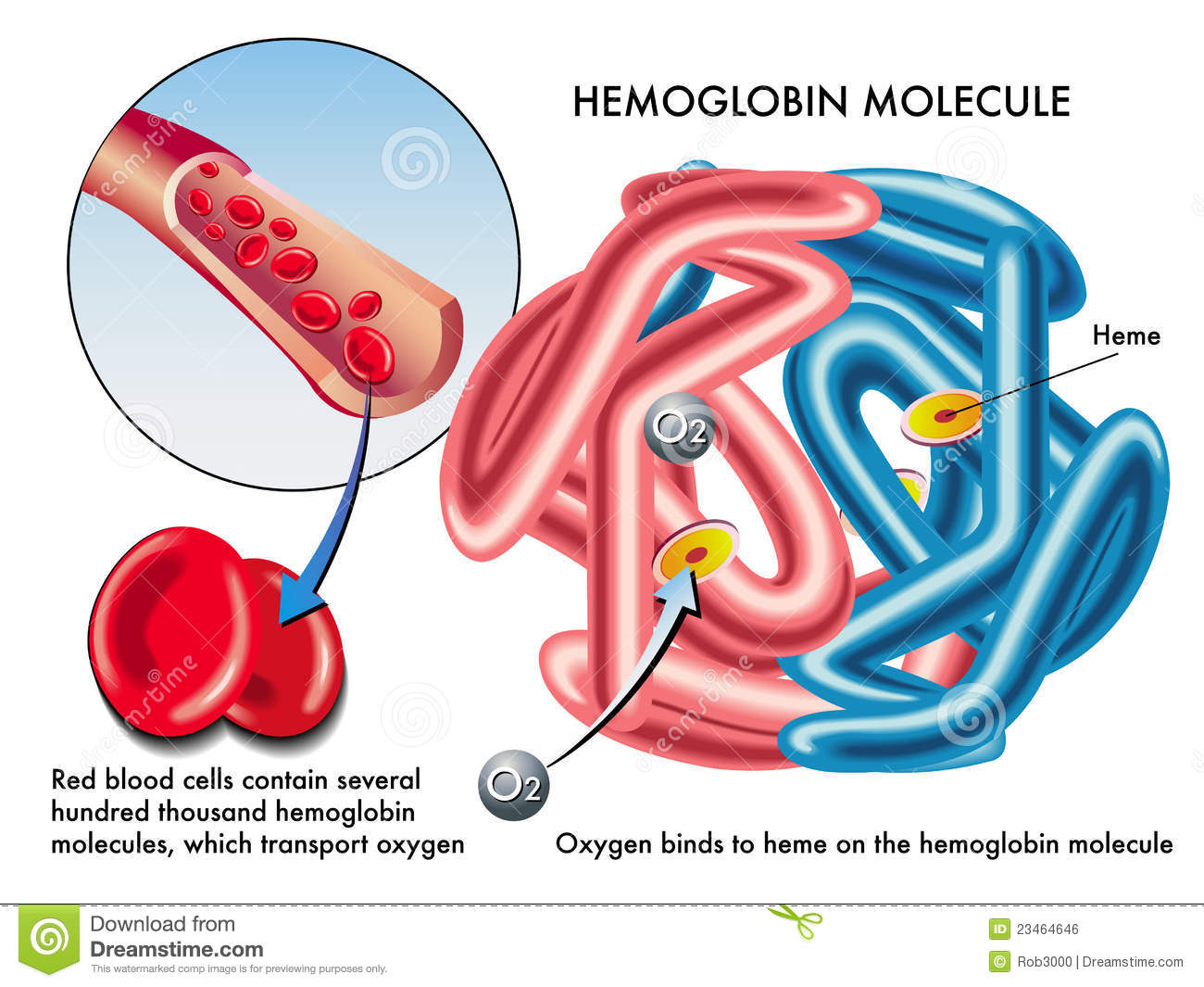 Hemoglobin Stock Illustrations.