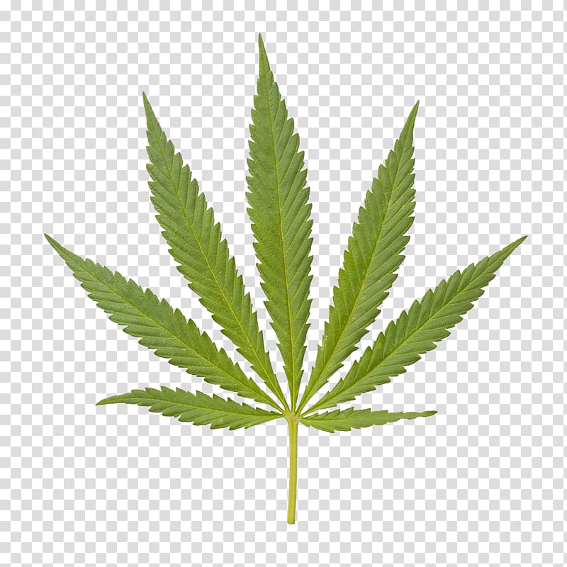 hemp leaf clipart 10 free Cliparts | Download images on Clipground 2024