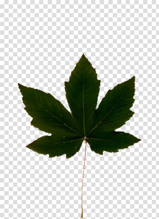 Cannabis Leaf Hemp oil , leaves shading transparent.