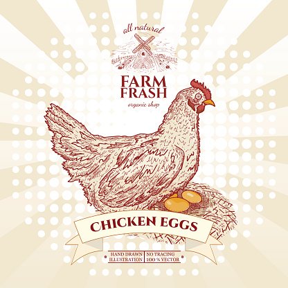 Farm fresh chicken eggs, hen in nest with eggs Clipart Image.