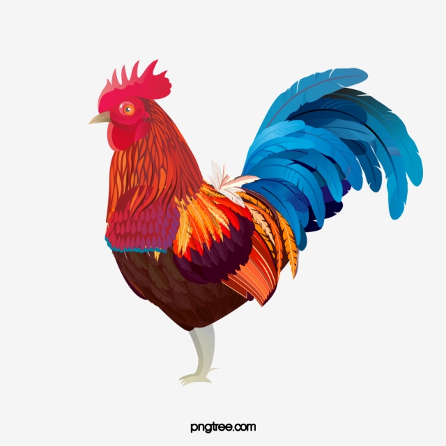 Hen Chicken PNG Images.