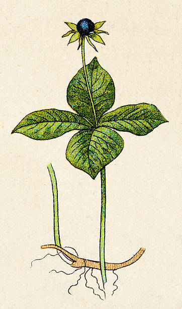 Paris Quadrifolia Clip Art, Vector Images & Illustrations.