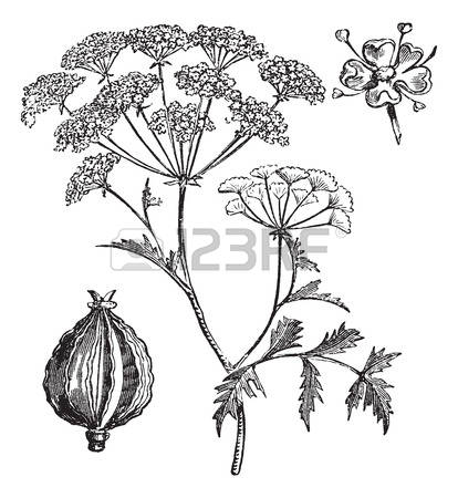 892 Herbaceous Stock Vector Illustration And Royalty Free.