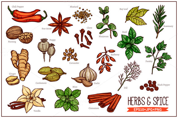Sketch Herbs And Spice by alexrockheart on Creative Market.