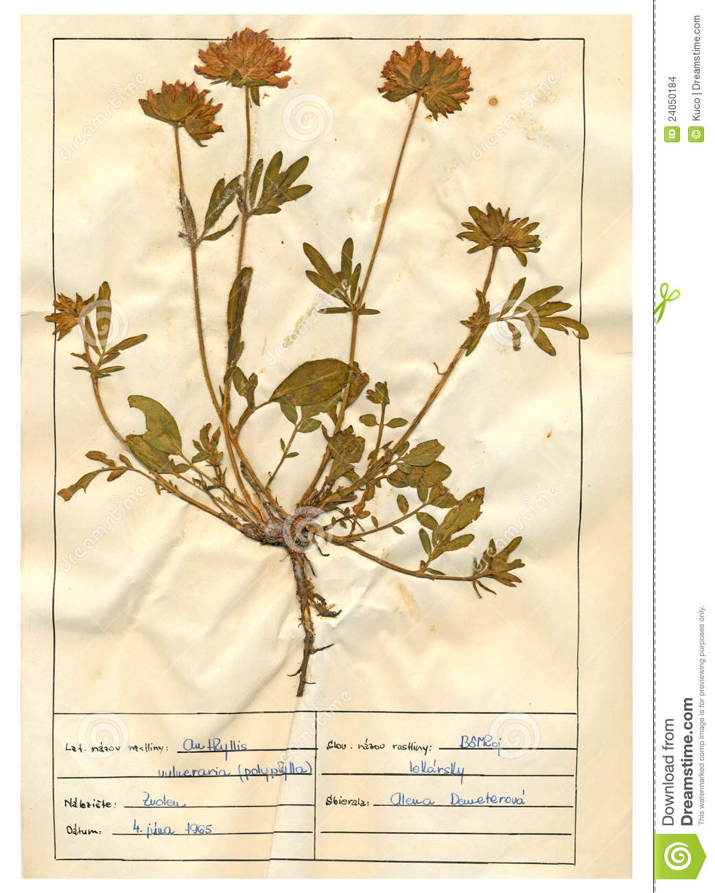 Herbarium Sheet.
