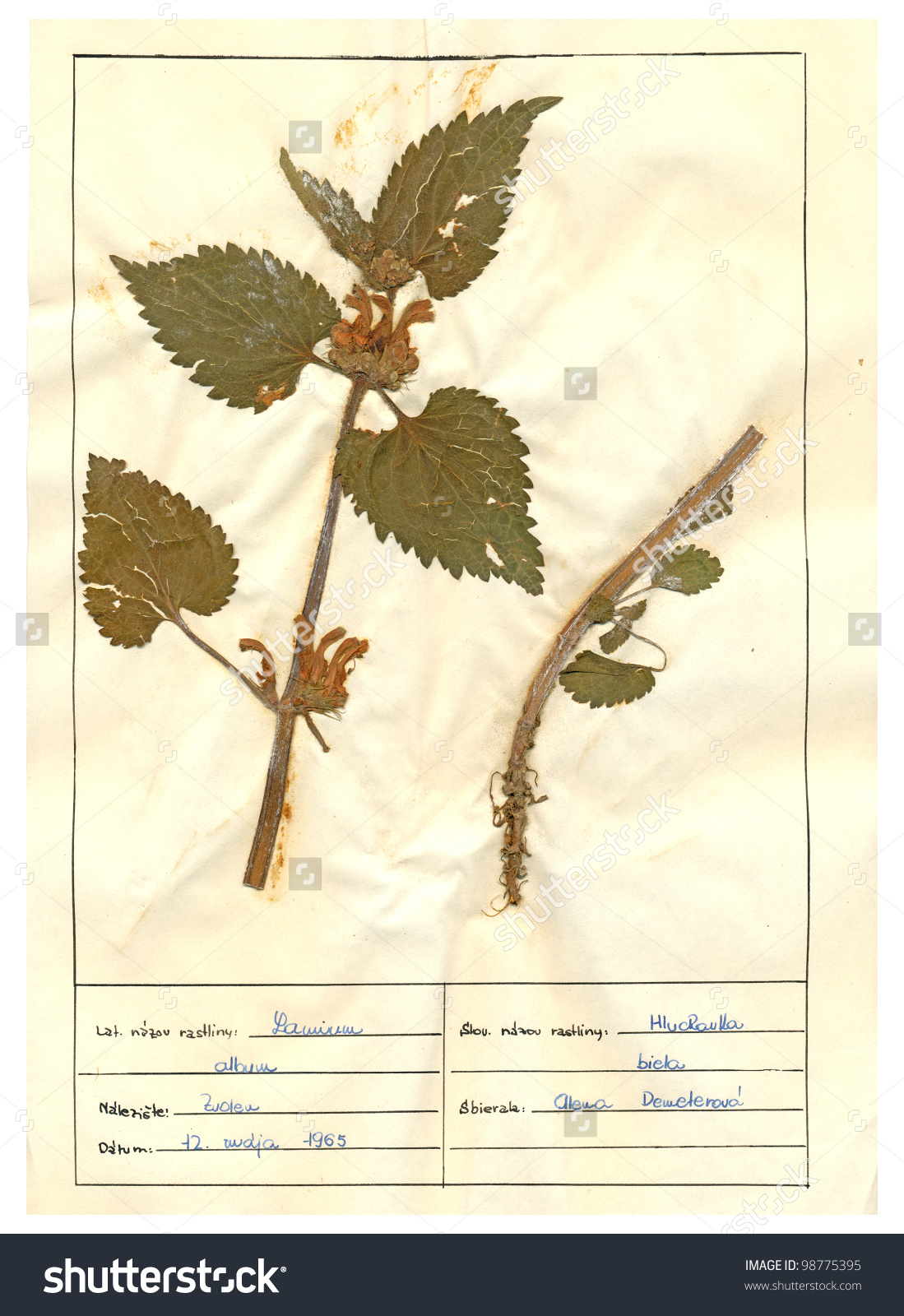 Herbarium Sheet Pressed Plant Lamium Album Stock Photo 98775395.