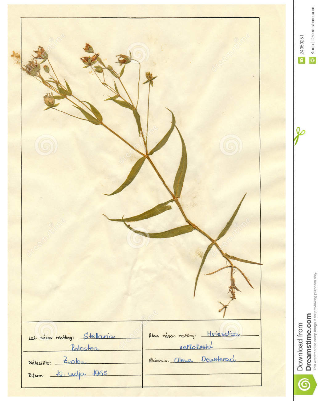 herbarium-sheet-clipart-20-free-cliparts-download-images-on