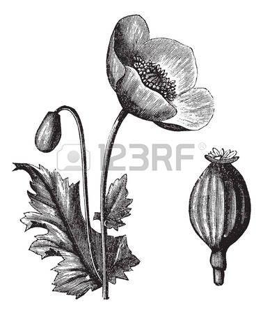116 Herbology Stock Illustrations, Cliparts And Royalty Free.