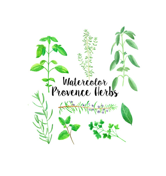 Provence herbs watercolor illustrated clip art by MilisShop.