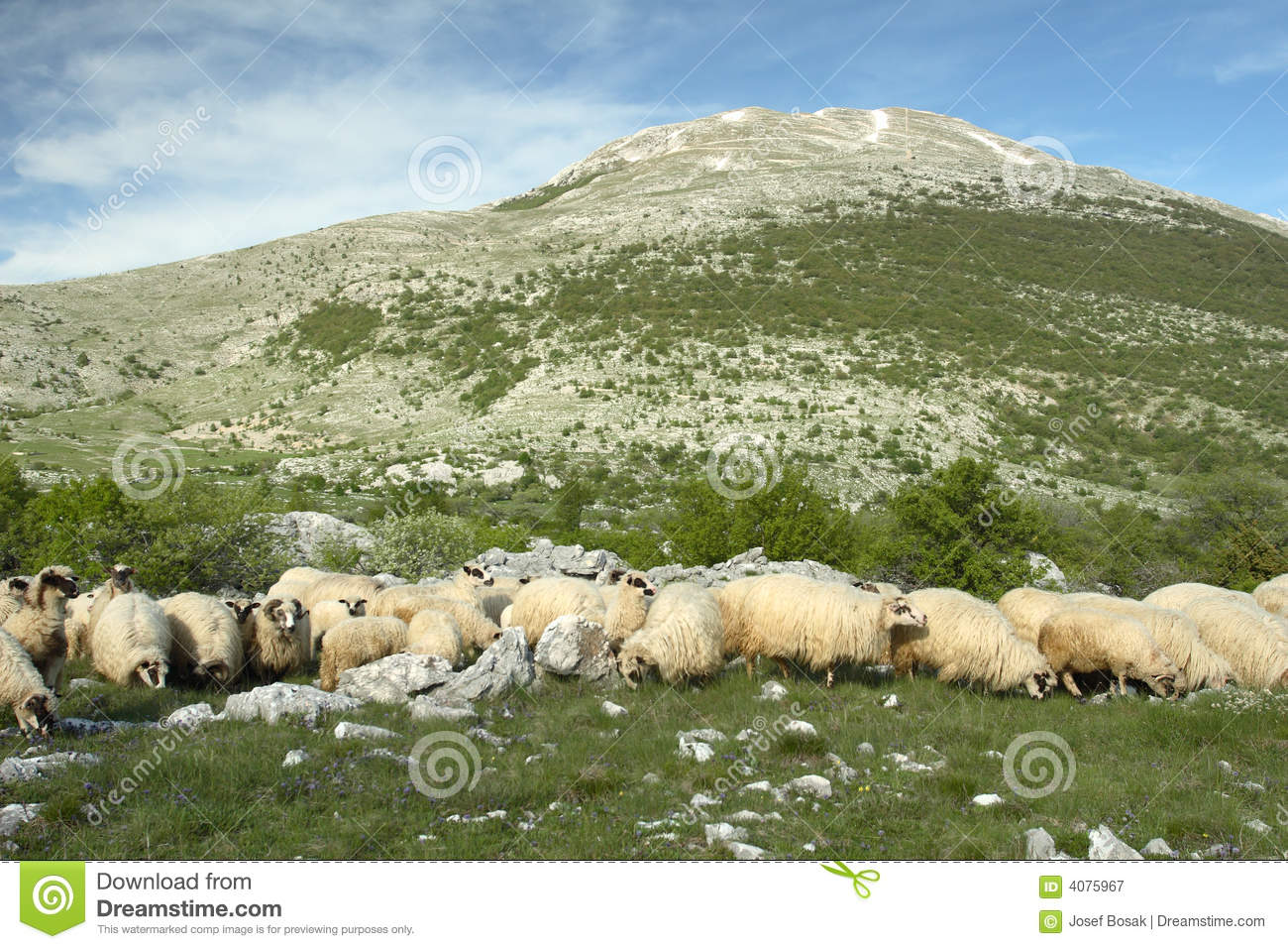 Sheep Grazing In Bosnia And Herzegovina Royalty Free Stock.