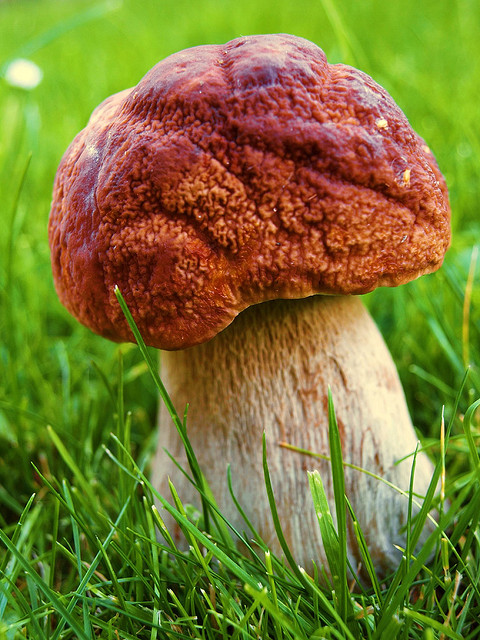 1000+ images about mushrooms on Pinterest.