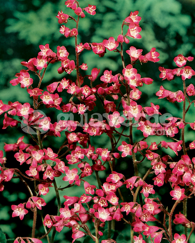 Heuchera brizoides 'Pluie de Feu'.