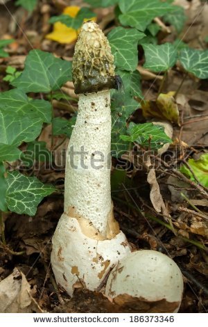 phallus Impudicus