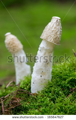 Phallus Impudicus Stock Photos, Royalty.