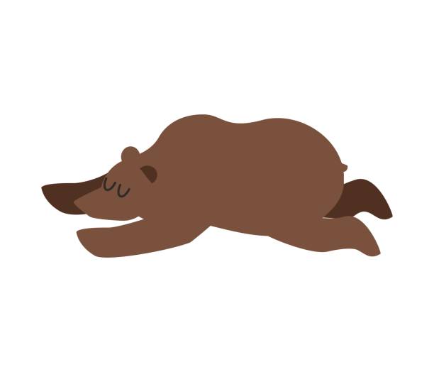 Best Hibernating Bear Illustrations, Royalty.