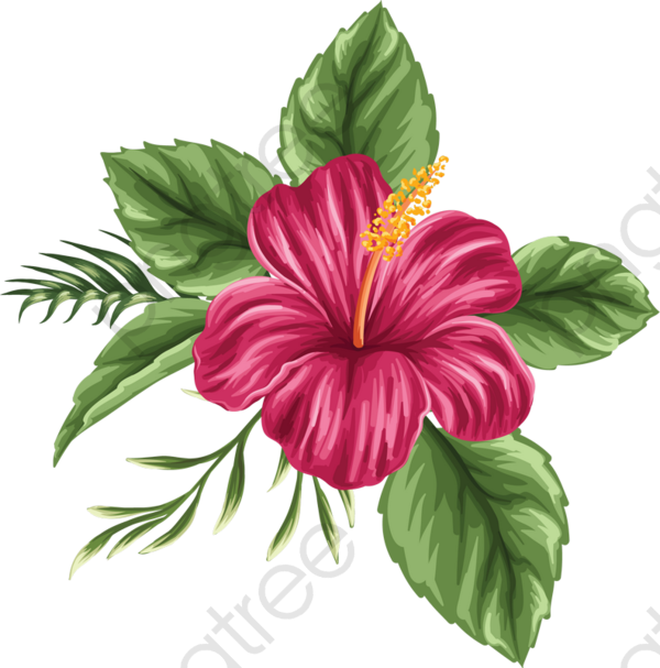 Hand Painted Hibiscus Flower, Flower Clipart, Hibiscus Flower.