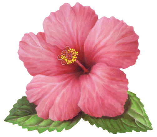 Download Free png Single pink hibiscus flower w.