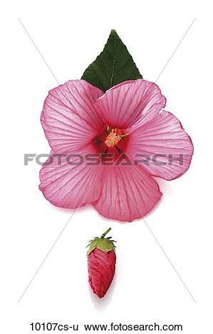 Stock Images of Rose mallow (Hibiscus moscheutos) 10107cs.