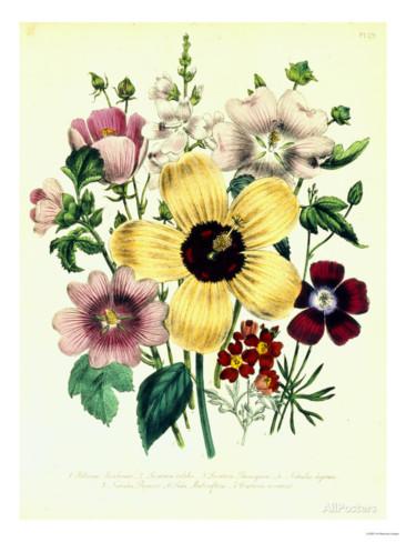 Hibiscus Moscheutos and Lavatera Treloba Giclee Print at.